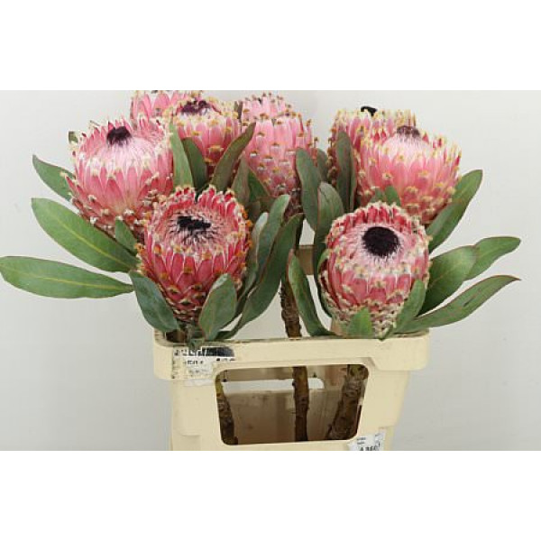 Protea Barbigera Air 60cm A1