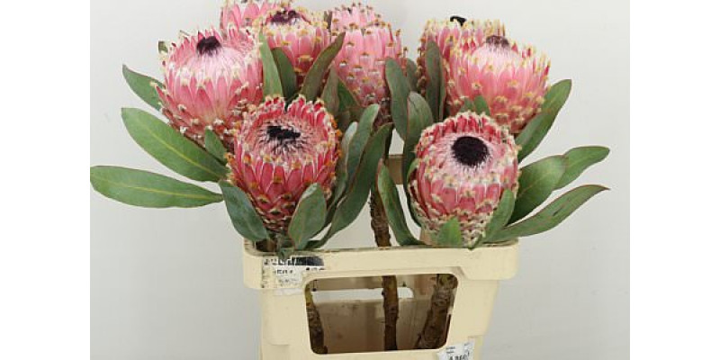 Protea Barbigera Air 60cm A1