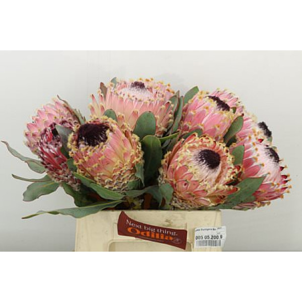 Protea Barbigera Air 40cm A1