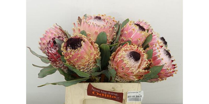 Protea Barbigera Air 40cm A1