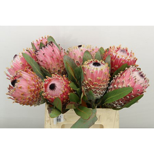 Protea Barbigera Air 40cm A1