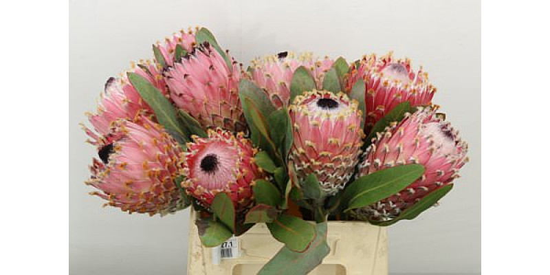 Protea Barbigera Air 40cm A1