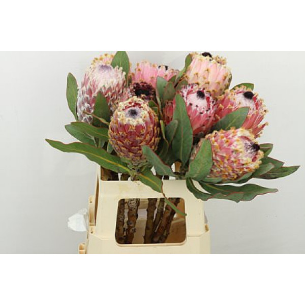 Protea Barbigera Air 60cm A1