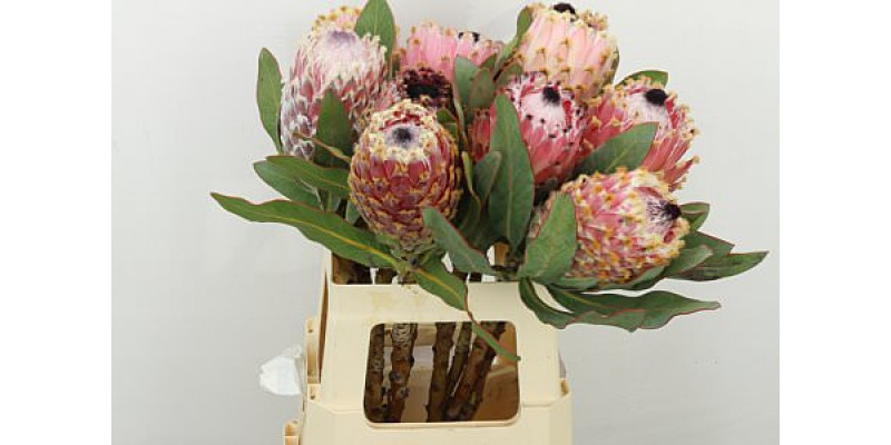 Protea Barbigera Air 60cm A1