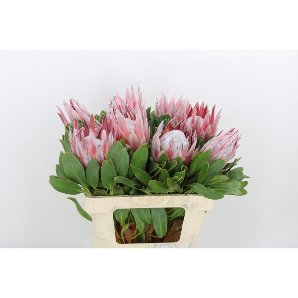 Protea Cynaroides 50cm EX Col-PINK