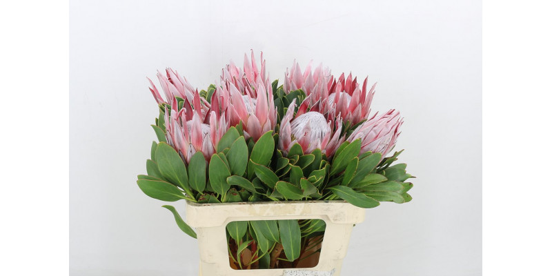 Protea Cynaroides 50cm EX Col-PINK