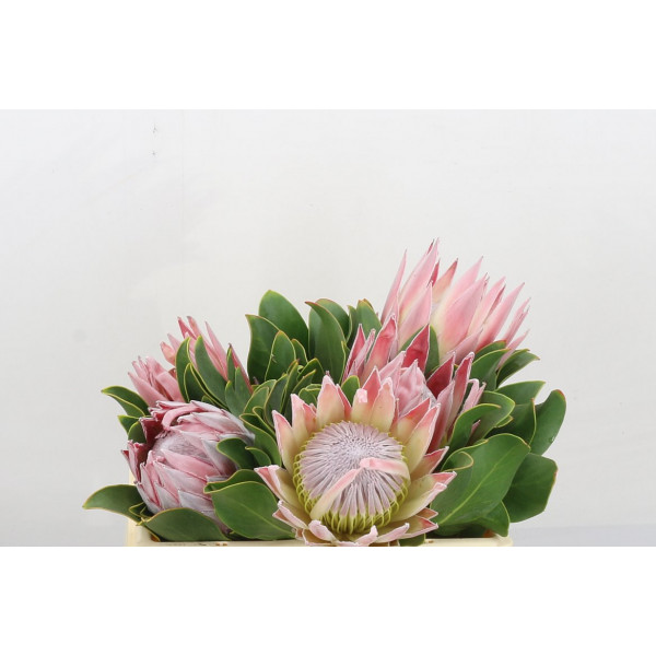 Protea Cynaroides 35cm A1 Col-PINK