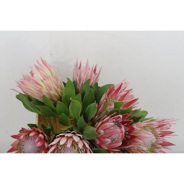 Protea Cynaroides 40cm A1 Col-PINK