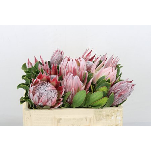 Protea Cynaroides 50cm A1 Col-PINK