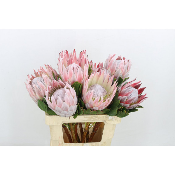 Protea Cynaroides 60cm A1 Col-PINK