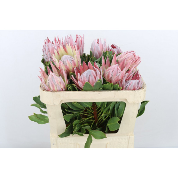 Protea Cynaroides 70cm A1 Col-PINK