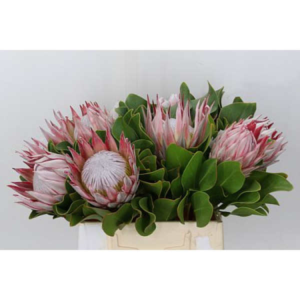 Protea Cynaroides 40cm A1