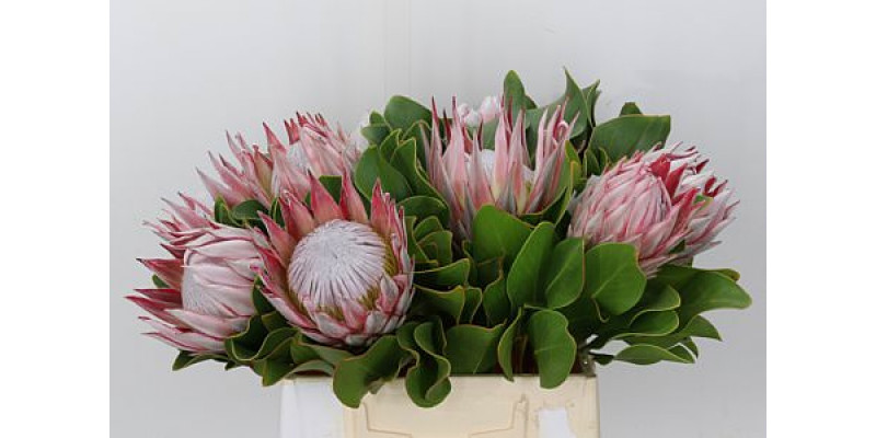 Protea Cynaroides 40cm A1