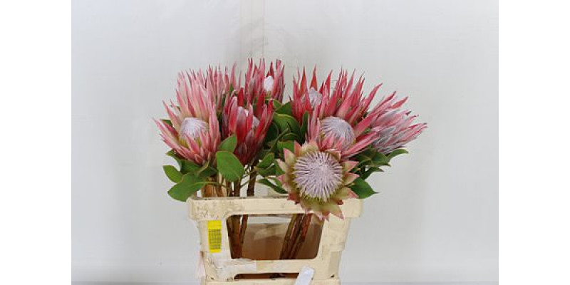 Protea Cynaroides 60cm A1