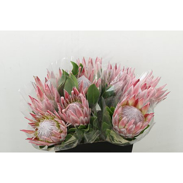 Protea Cynaroides 50cm A1