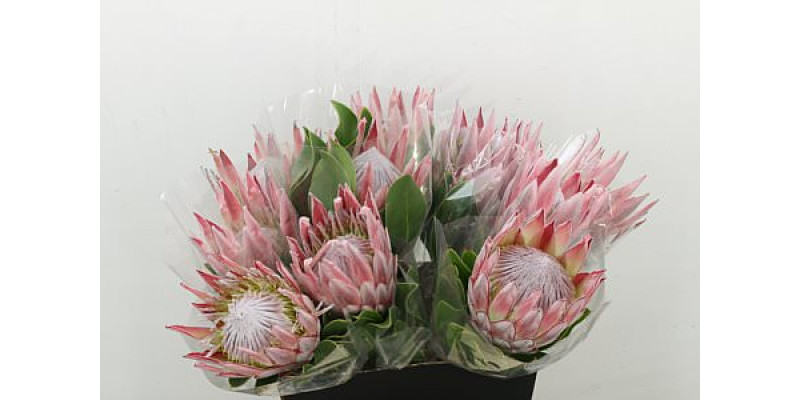 Protea Cynaroides 50cm A1