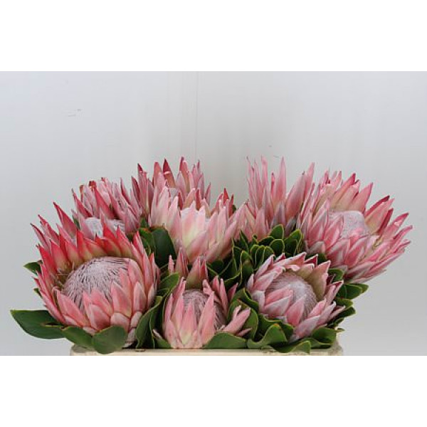 Protea Cynaroides Grandes 50cm A1