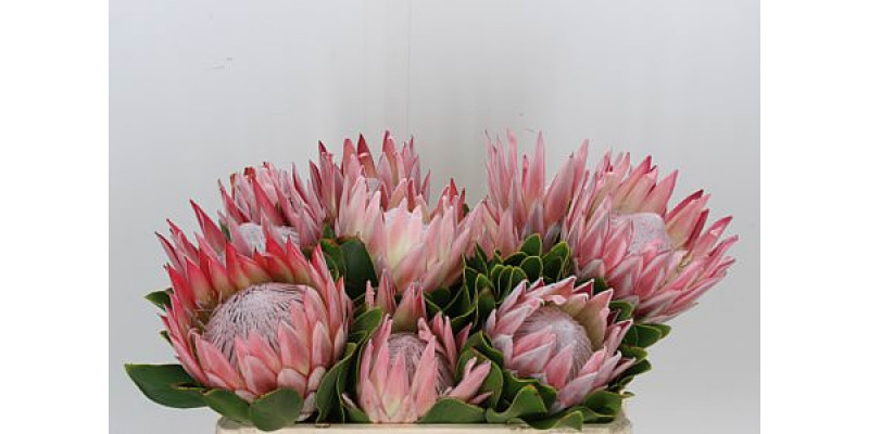 Protea Cynaroides Grandes 50cm A1