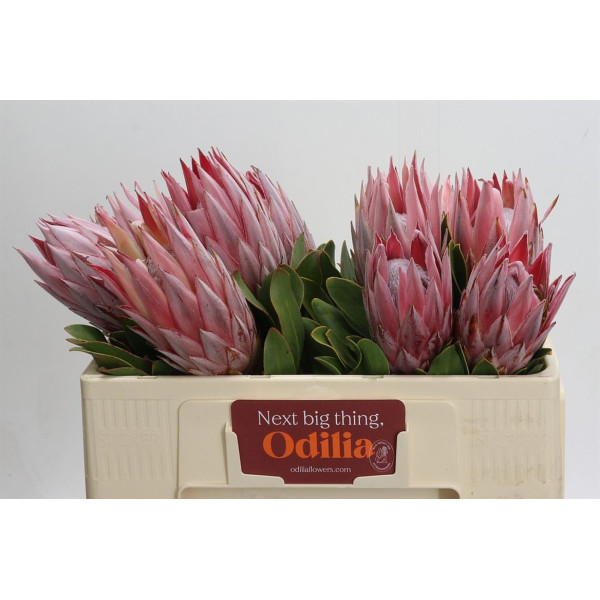 Protea Cynaroides 50 cm A1