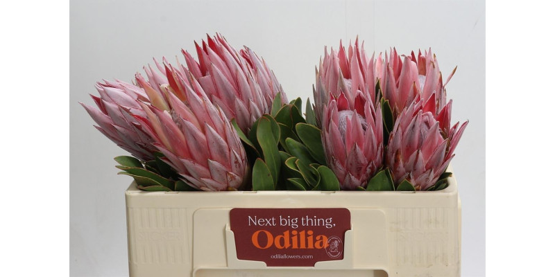 Protea Cynaroides 50 cm A1