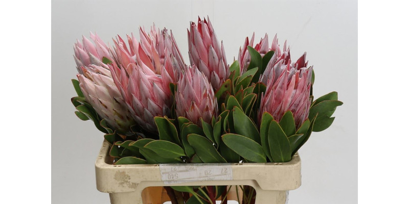 Protea Cynaroides 60 cm A1