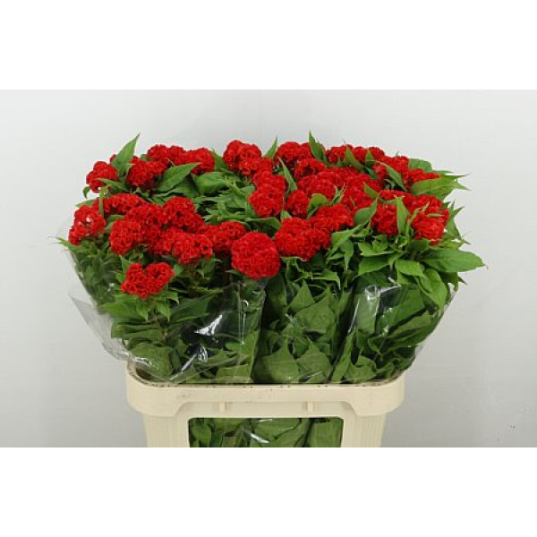 Celosia C No 9 80cm A1