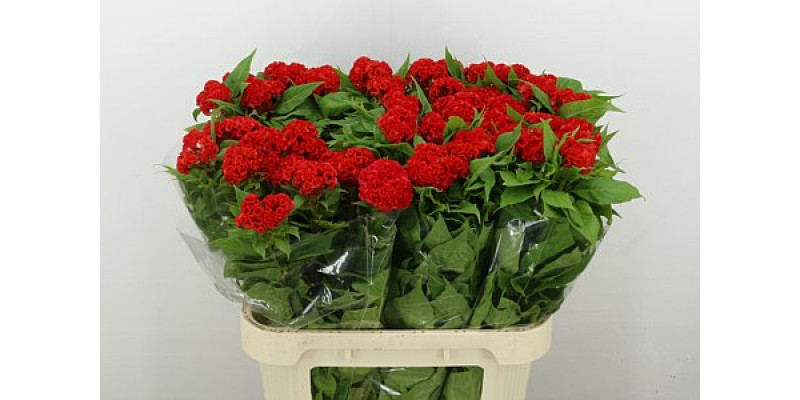 Celosia C No 9 80cm A1