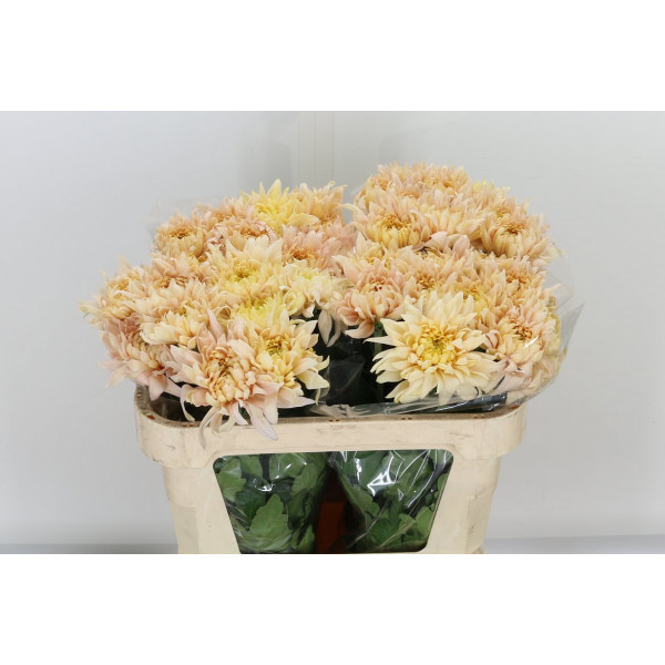 Chrysanthemums G Avignon 70cm A1 Col-Yellow