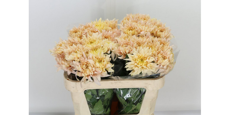 Chrysanthemums G Avignon 70cm A1 Col-Yellow