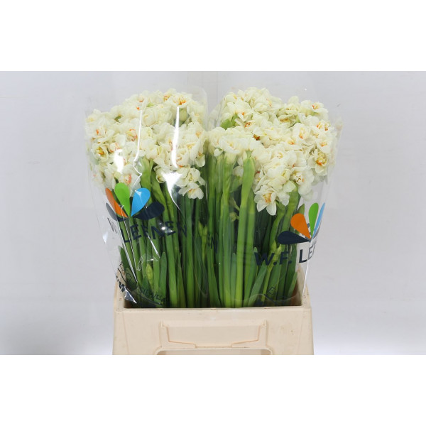 Daffodil - Narcissus Ta Abba 45 A1White