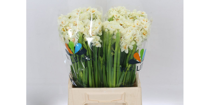 Daffodil - Narcissus Ta Abba 45 A1White