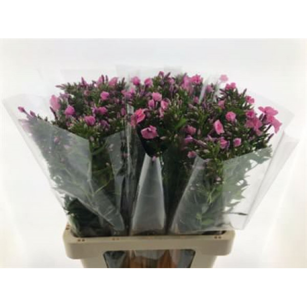 Phlox P Windsor 65cm A1