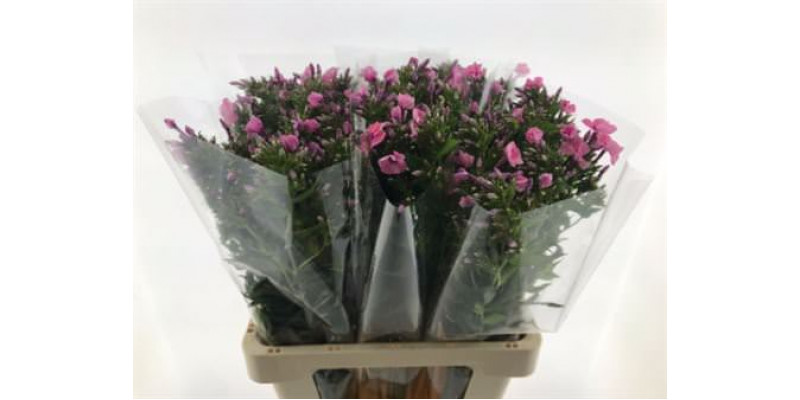 Phlox P Windsor 65cm A1