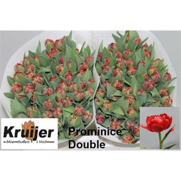 Tulips Du Prominence Dou 38 A1Red