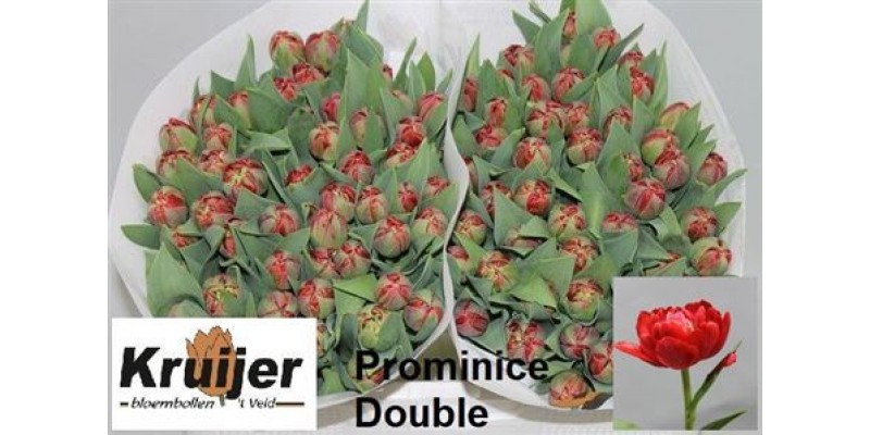 Tulips Du Prominence Dou 38 A1Red