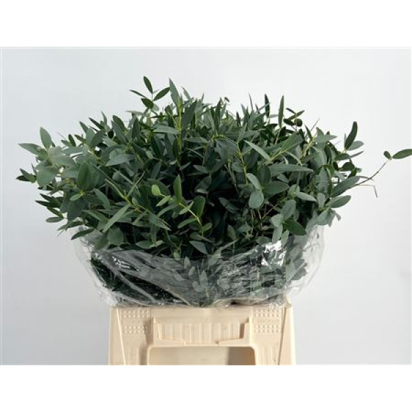 Euc Short Parvifolia 150gr 50 cm A1