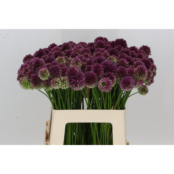 Allium Sphaerocephal 60cm A1 Col-Purple