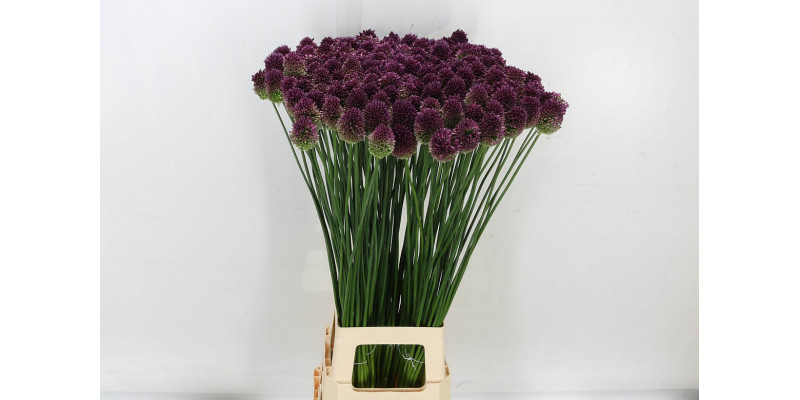 Allium Sphaerocephal 90cm A1 Col-Purple