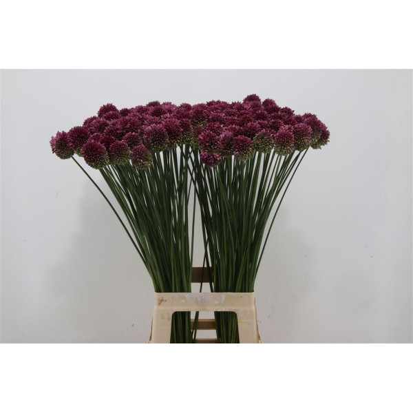 Allium Sphaerocephal 70cm 70 cm A1