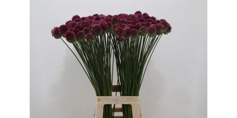 Allium Sphaerocephal 70cm 70 cm A1
