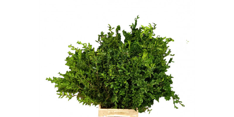 Buxus Extra 65cm EX Col-Green