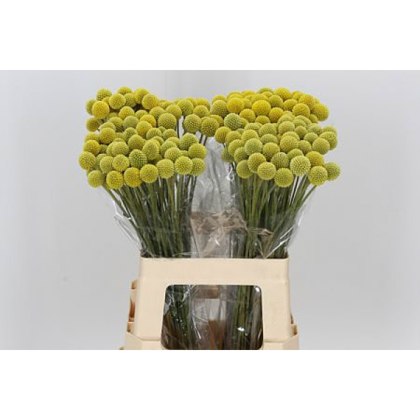 Cras Ov 60 cm A1