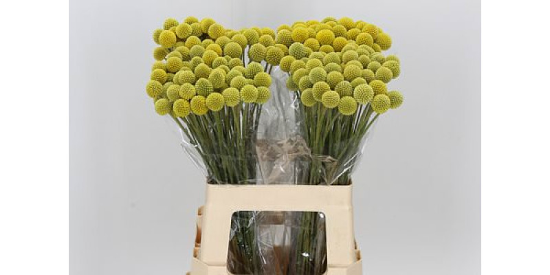Cras Ov 60 cm A1