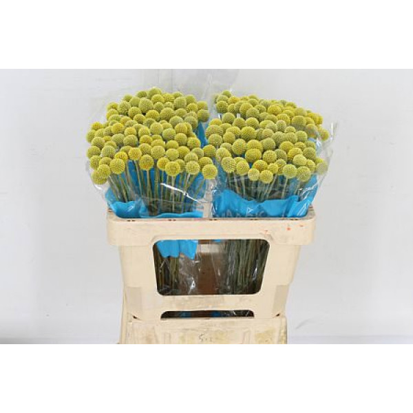 Cras Ov 50 cm A1
