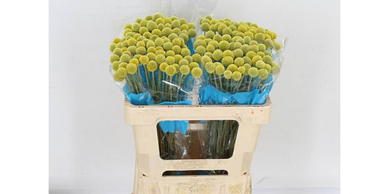 Cras Ov 50 cm A1