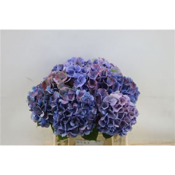 Hydrangea M Mixed outside 45cm A1