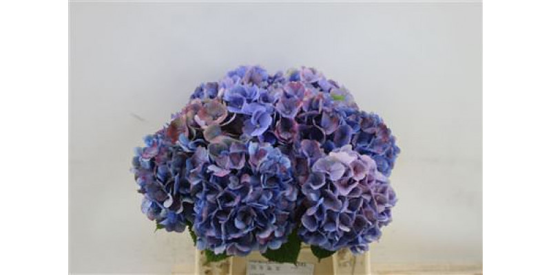 Hydrangea M Mixed outside 45cm A1