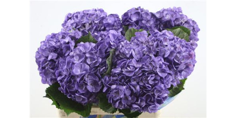 Hydr. M Violeta Select 60-18 60cm A1