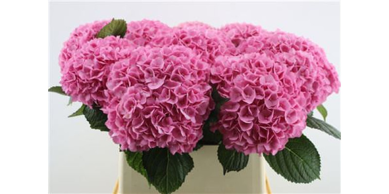 Hydrangea M Paradise 40-18 40 cm  A1