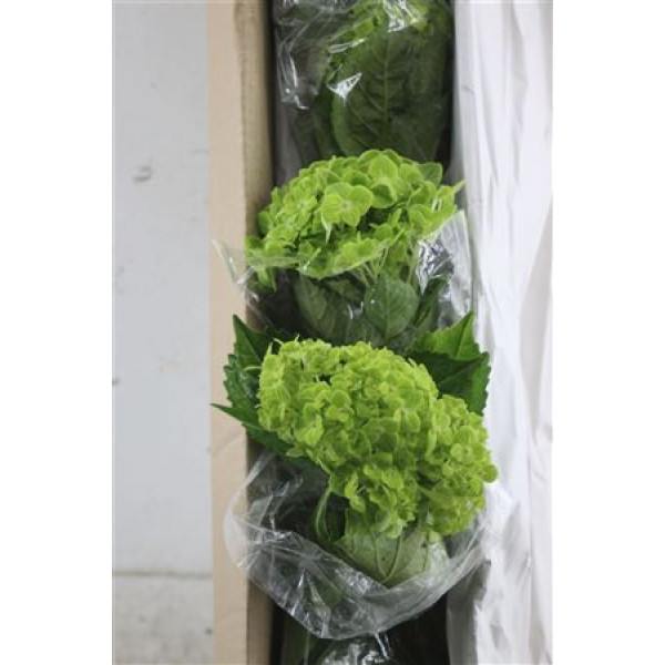 Hydr. M Box Esmeralda 60-15 60 cm A1